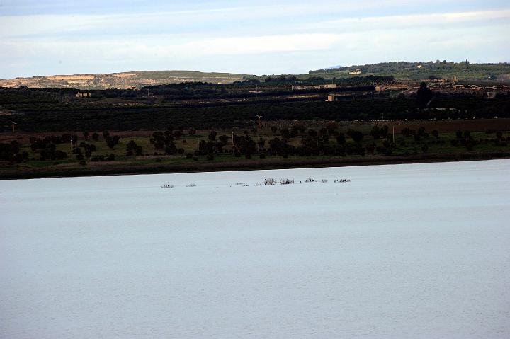 Biviere di Lentini 23.1.2011 (10).jpg